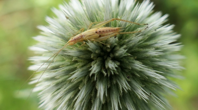 Oecanthus pellucens - pirregőtücsök