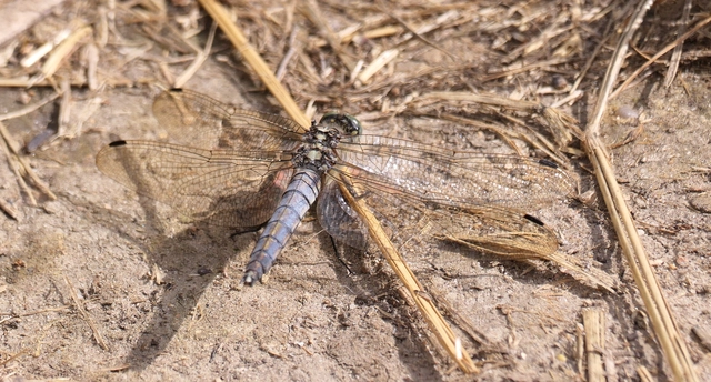 Orthetrum cancellatum - feketefarkú pásztorszitakötő