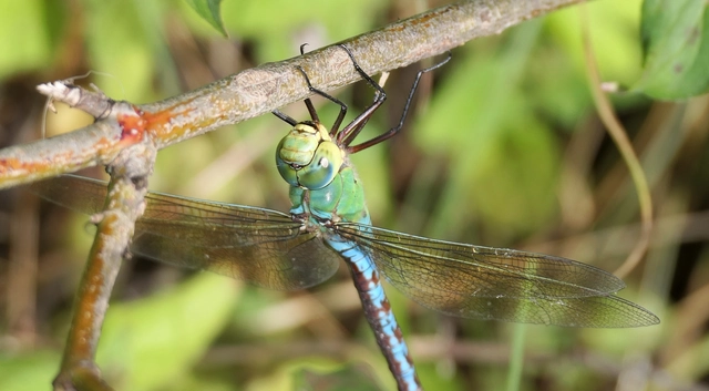 Anax imperator - zöld óriásacsa