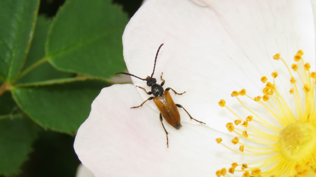 Pseudovadonia livida - barnás virágcincér