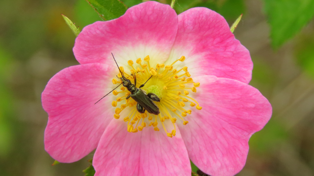 Oedemera flavipes - sárgalábú álcincér Oedemera flavipes - sárgalábú álcincér