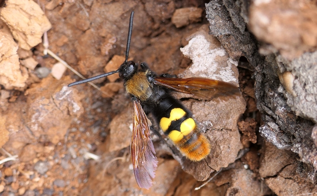 Megascolia maculata - óriás-tőrösdarázs