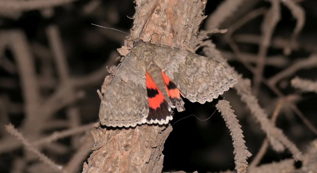 Catocala nupta - piros övesbagoly