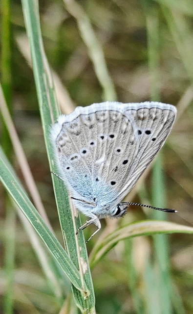 Polyommatus daphnis - csipkés boglárka