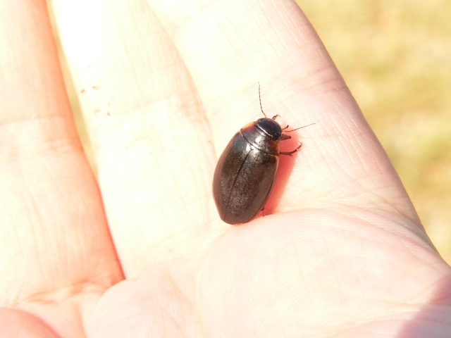 Colymbetes fuscus - gyakori recéscsíkbogár