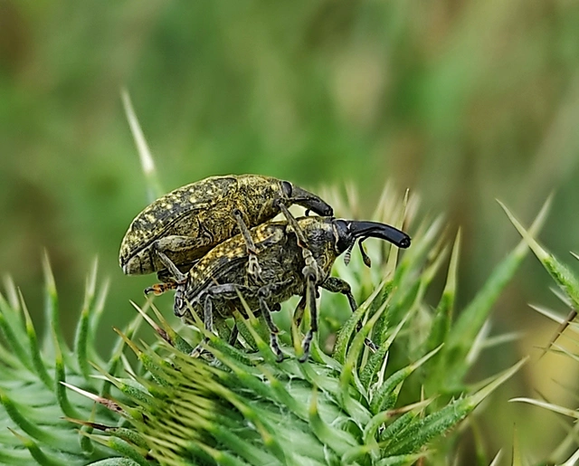 Larinus sturnus - aszat-púderbarkó