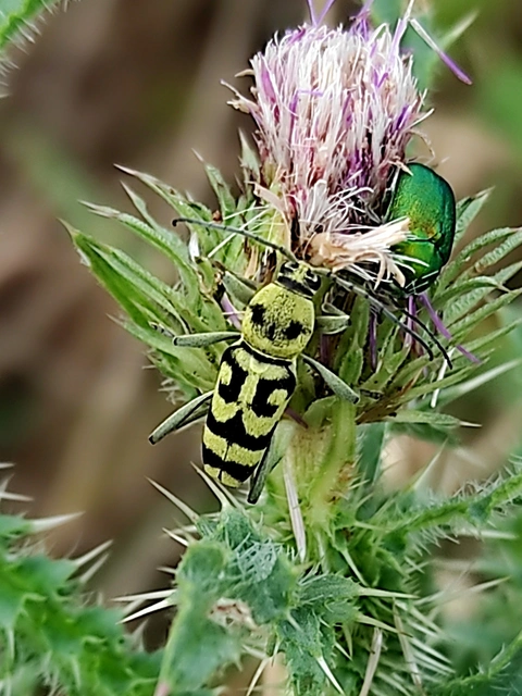 Chlorophorus varius - díszes darázscincér Chlorophorus varius - díszes darázscincér