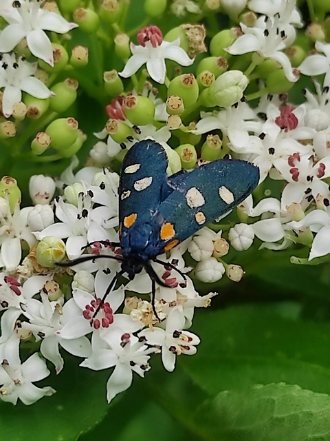 Zygaena ephialtes - változékony csüngőlepke