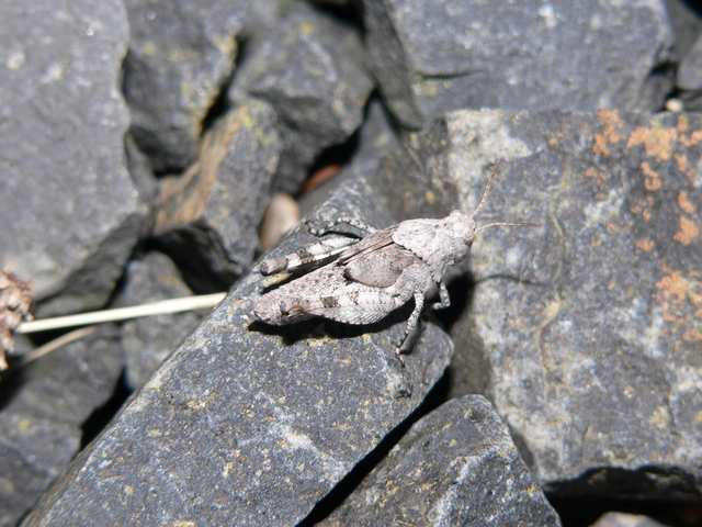 Oedipoda caerulescens - kékszárnyú sáska