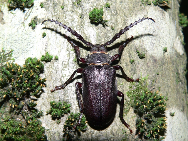 Prionus coriarius - csőszcincér