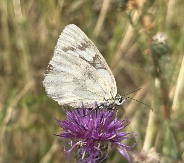Melanargia galathea - sakktáblalepke