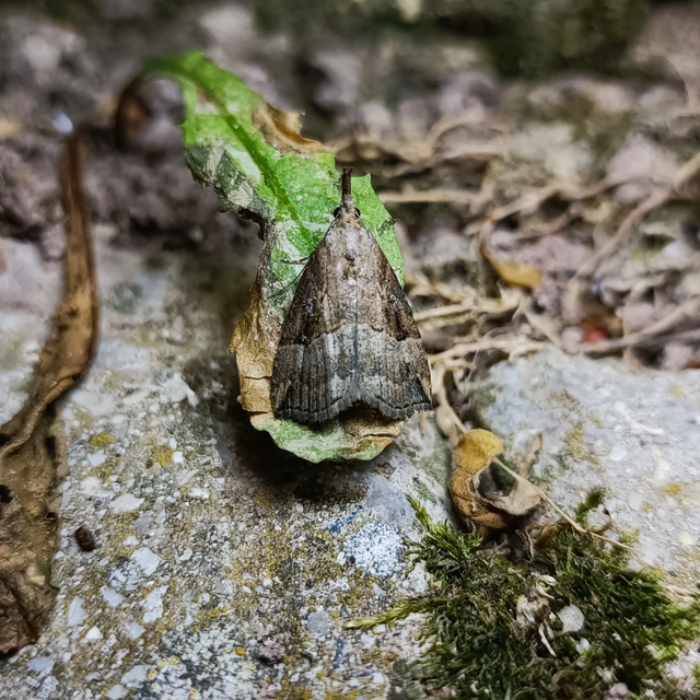 Hypena rostralis - közönséges karcsúbagoly