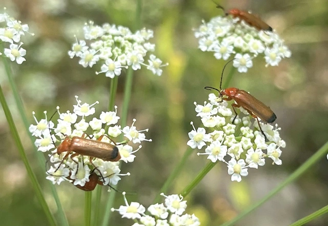 Rhagonycha fulva - feketevégű lágybogár