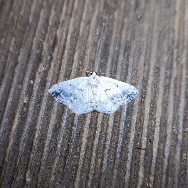 Lomographa temerata - foltos fehéraraszoló