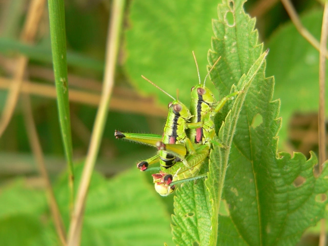Odontopodisma schmidtii - Schmidt-hegyisáska
