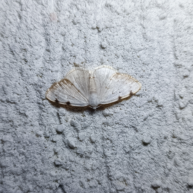 Lomographa bimaculata - kétpontos fehéraraszoló