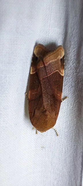 Noctua fimbriata - szélessávú sárgafűbagoly