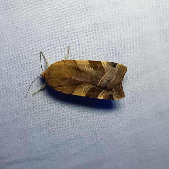 Noctua fimbriata - szélessávú sárgafűbagoly