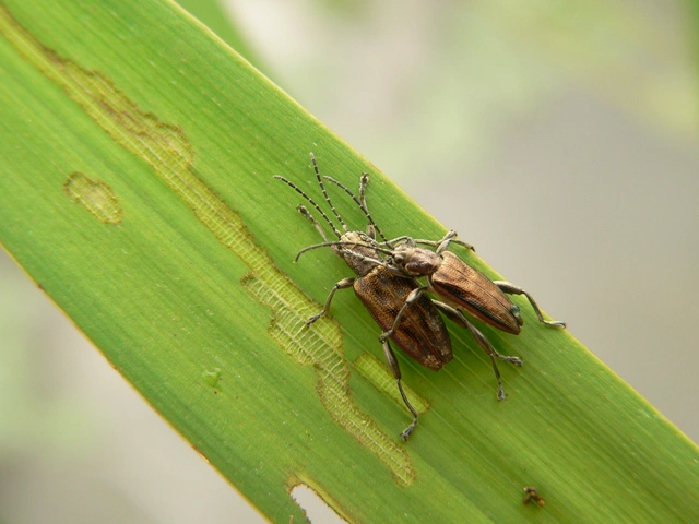 Donacia marginata - szegélyes sásbogár
