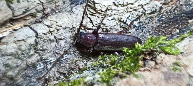 Arhopalus rusticus - gödrösnyakú cincér