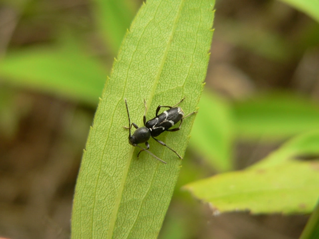 Chlorophorus sartor - feketevállú darázscincér