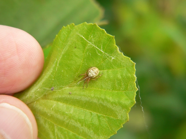 Larinioides cornutus - nádi keresztespók