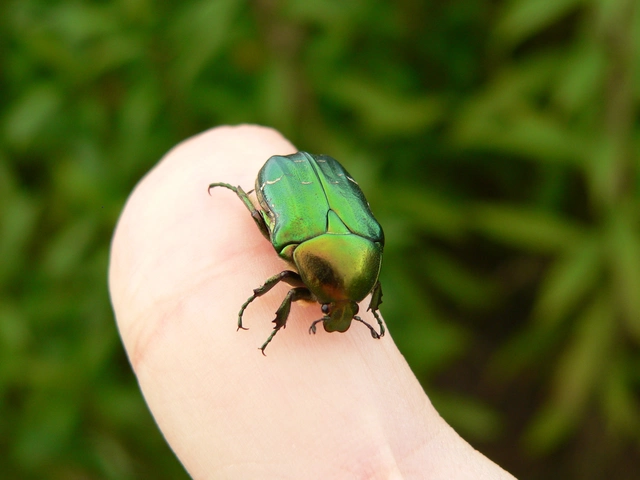 Cetonia aurata - aranyos virágbogár