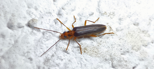Nacerdes carniolica - karnóliai álcincér