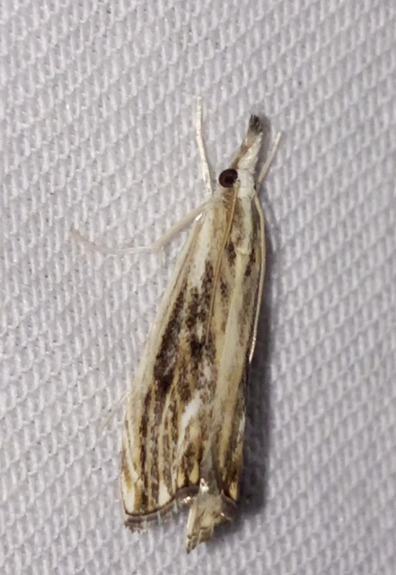 Catoptria verellus - kormos fűgyökérmoly