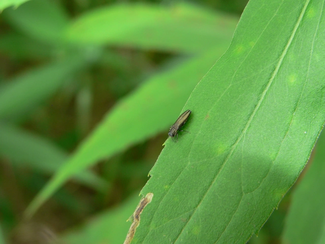 Agrilus