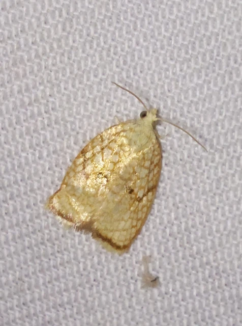 Acleris forsskaleana - juharos levélmoly