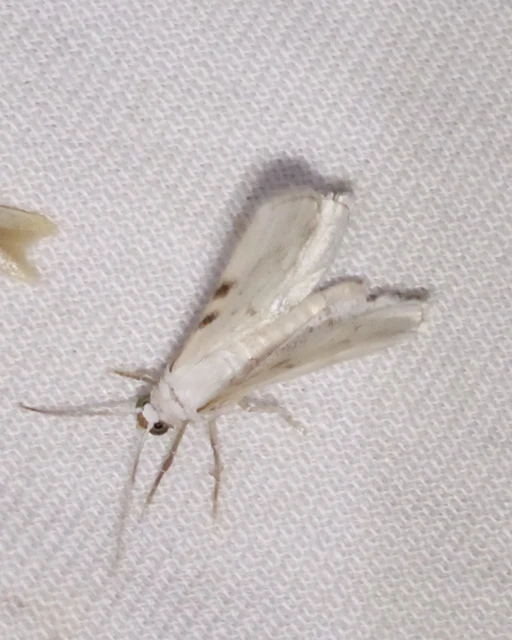 Lomographa bimaculata - kétpontos fehéraraszoló