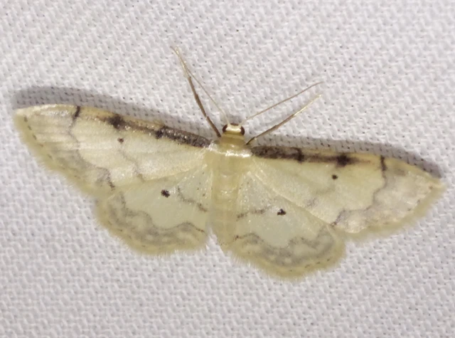 Idaea politaria - vonalas apróaraszoló