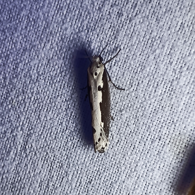 Ethmia bipunctella - kétpettyes feketemoly