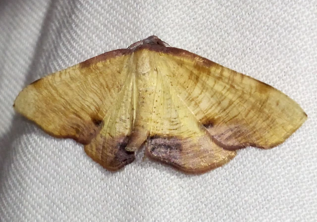 Plagodis dolabraria - baltaszárnyú araszoló