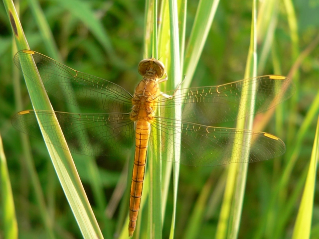 Orthetrum coerulescens - karcsú pásztorszitakötő