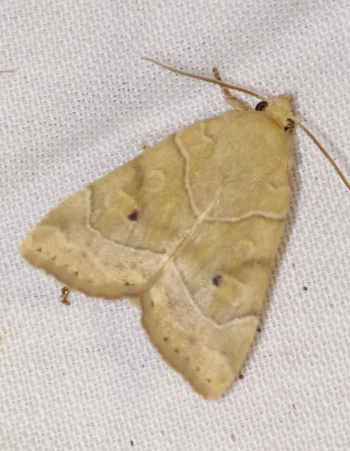 Cosmia trapezina - közönséges lombbagoly