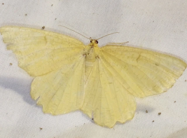 Angerona prunaria - sárga kökényaraszoló