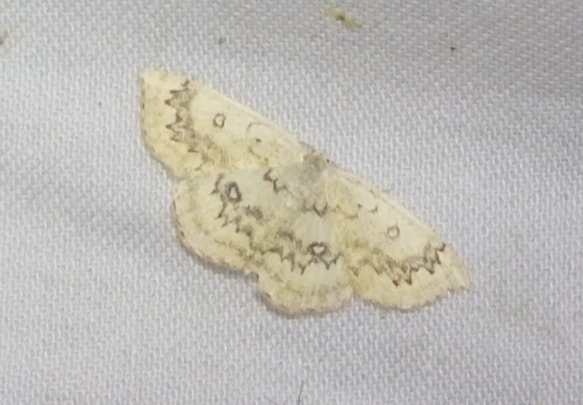 Cyclophora annularia - gyűrűs pettyesaraszoló