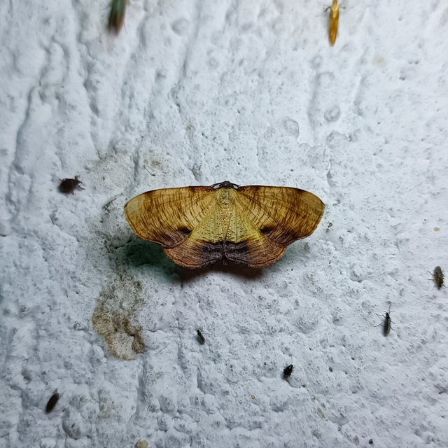 Plagodis dolabraria - baltaszárnyú araszoló