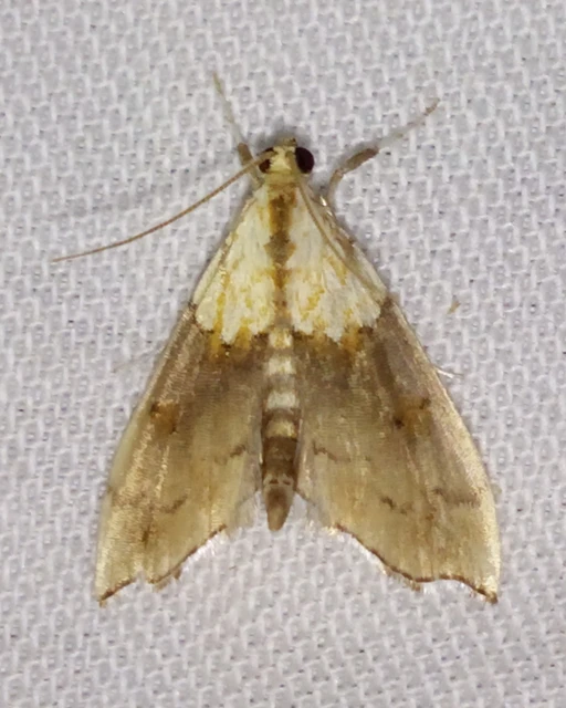Agrotera nemoralis - ligeti tűzmoly