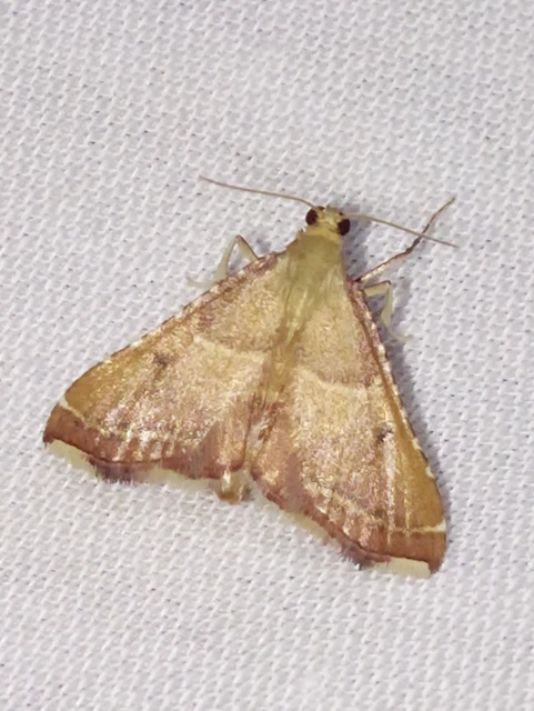 Endotricha flammealis - tüzesszárnyú fényilonca