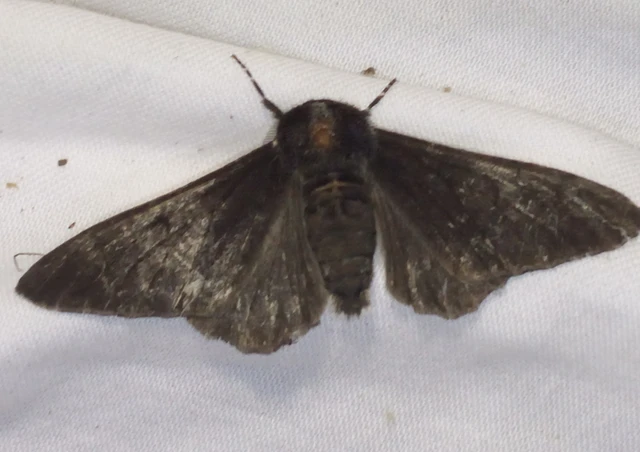 Biston betularia - szürkepettyes araszoló