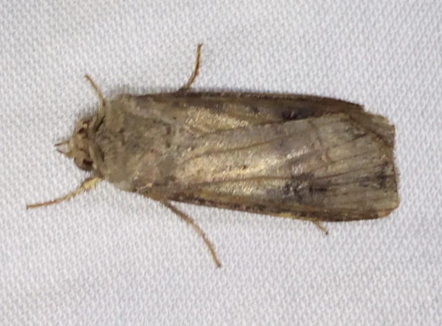 Agrotis ipsilon - nagy földibagoly