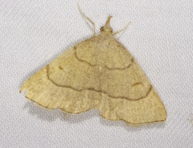 Paracolax tristalis - sárgás karcsúbagoly
