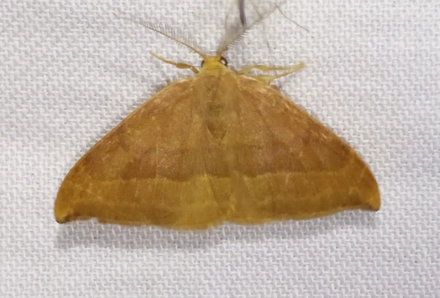 Watsonalla cultraria - bükkfa-sarlósszövő