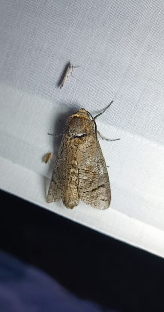 Cossus cossus - fűzfarontólepke