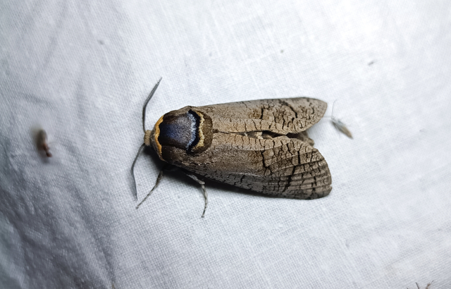 Cossus cossus - fűzfarontólepke