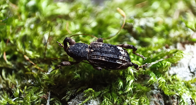 Camptorhinus statua - bordás holttettetős-ormányos