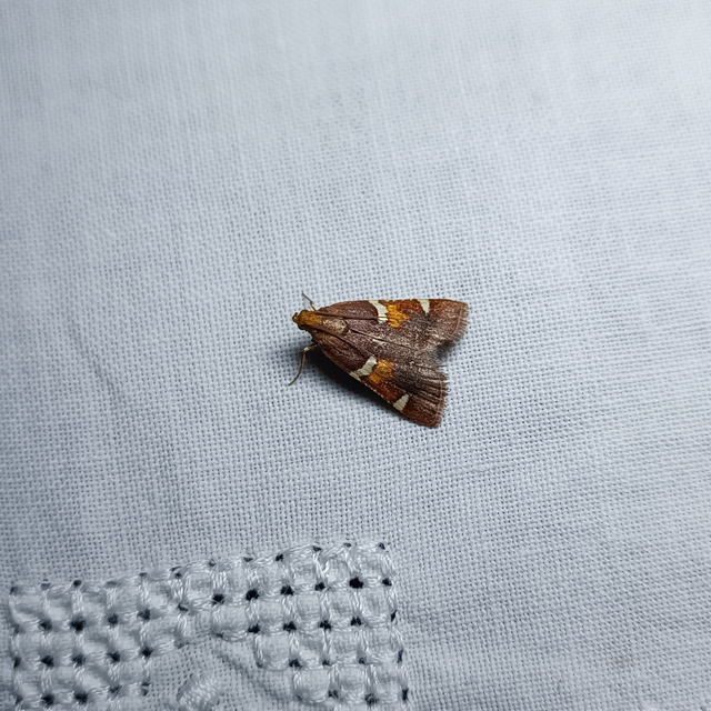 Pyralis regalis - pompás fényilonca